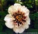 Rockii Peony: YU PAN JIN GOU